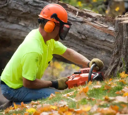 tree services Blooming Prairie